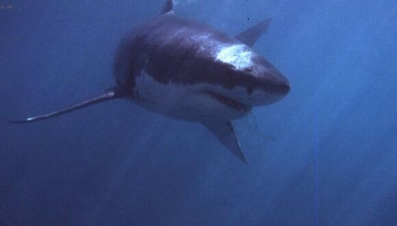 Joven casi atrapa a un tiburón blanco mientras pescaba en una playa. (AFP/ THEO FERREIRA).