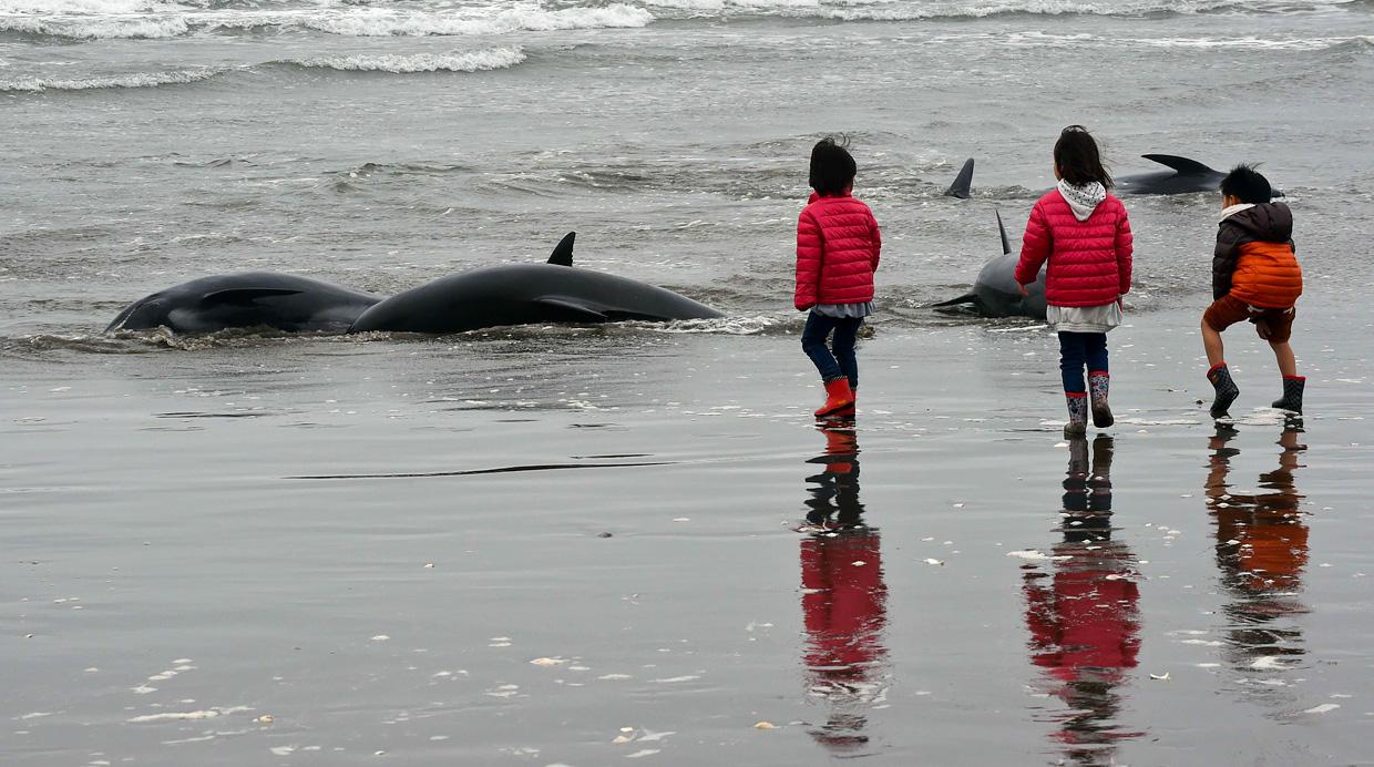 El desolador hallazgo de 150 delfines varados en Japón - 2