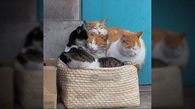 Fotógrafo captó a los gatos más divertidos de las alcantarillas - 12