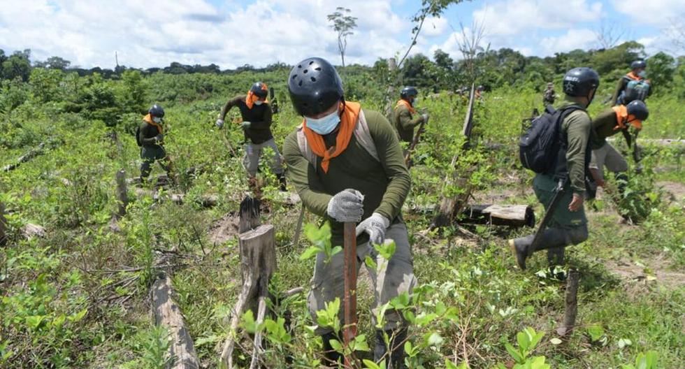 Según especialistas consultados por El Comercio, el Pacto Social Ciudadano no habría erradicado hectáreas de cultivo ilegal (Foto: Ministerio del Interior)