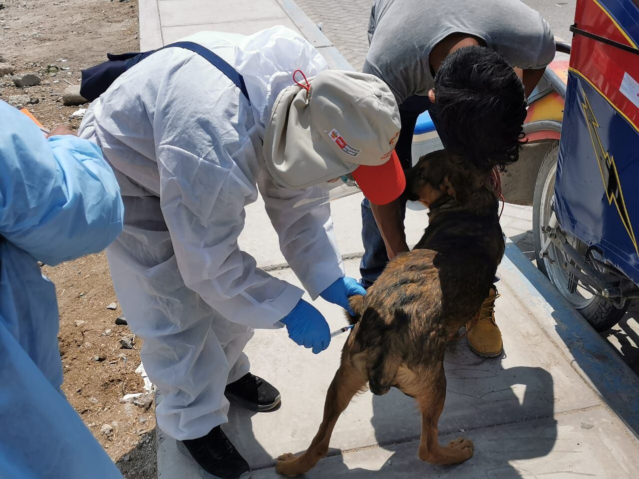 Los especialistas temen que aparezcan nuevos casos de rabia en humanos, y exhortan a que las autoridades prioricen la vacunación de perros en zonas focalizadas de Arequipa