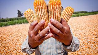 Hace 5.000 años ya se cultivaba y consumía maíz en Perú, confirman investigadores