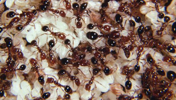 El terror de las hormigas invasoras para los ecosistemas