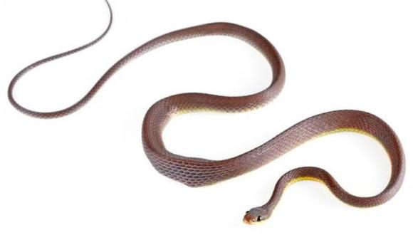 Descubren una nueva serpiente en los Andes ecuatorianos