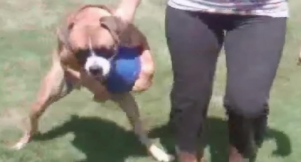 Este perro no quiere soltar, por nada del mundo, su pelota azul. (Video: YouTube)
