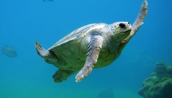 Una tortuga de gran tamaño se metió en la piscina de una villa playera y retirarla de ahí demandó un gran esfuerzo | Foto: Pixabay / Free - Photos