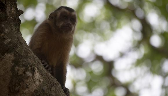Un mono en un árbol en los humedales de Pantanal, cerca de la carretera del parque Transpantaneira en el estado de Mato Grosso, Brasil, el 19 de septiembre de 2020. (Foto: MAURO PIMENTEL / AFP)
