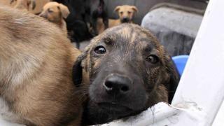 Ventanilla publica una ordenanza para sancionar el maltrato animal con S/ 4.300 