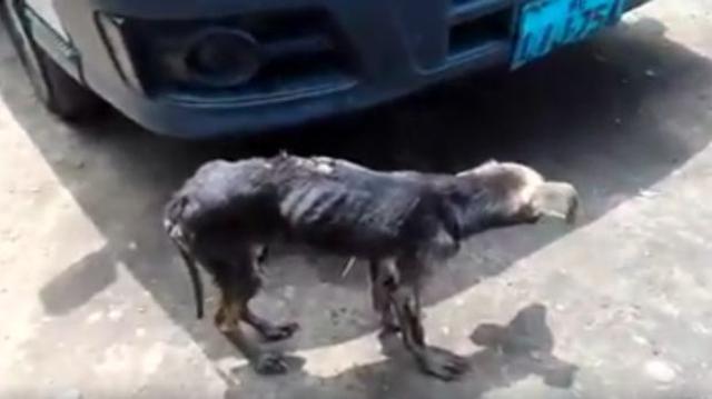 San Borja: denuncian maltrato a perros en albergue municipal - 1