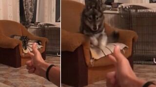 La inusual reacción de un perro al ver que su dueño le apunta con el dedo y le ‘dispara’