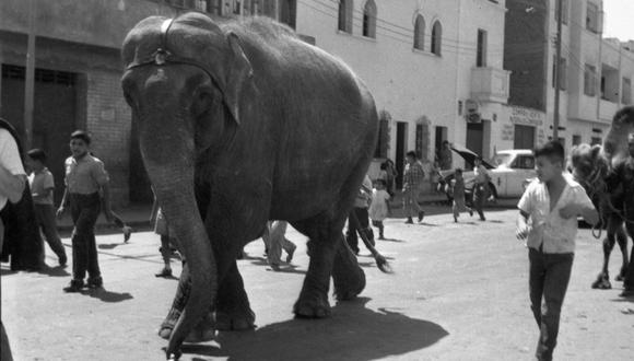 El lente del fotógrafo Ricardo Navarro de El Comercio captó el avance del inmenso paquidermo por las calles de nuestra capital. (Foto: GEC Archivo Histórico)