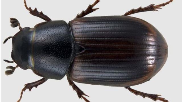 Reino Unido teme extinción de escarabajos peloteros - 1