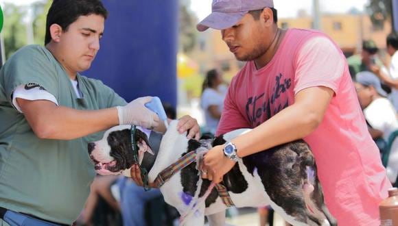 El microchip tiene el tamaño de un arroz, aproximadamente, y se implanta de manera subcutánea. El animal no siente dolor, apenas una leve incomodidad. (Foto: Cortesía)