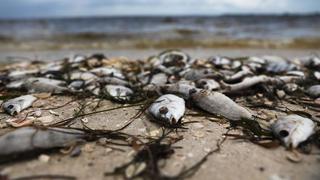 EE.UU.: Histórica "marea roja" mata miles de peces en Florida | FOTOS