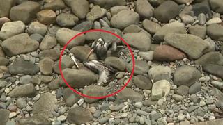 Gripe aviar en Perú: reportan pelícanos muertos en playas Punta Hermosa y San Bartolo 