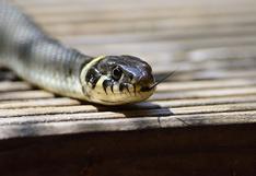 Brasil: niño de un año mató a una serpiente venenosa a mordiscos 