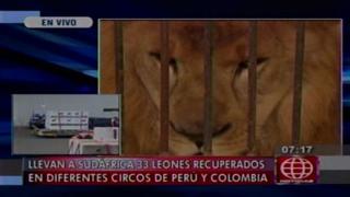 Más de 30 leones rescatados de circos son llevados a Sudáfrica