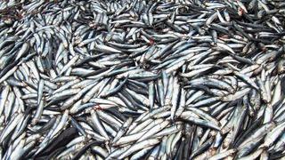 Produce: Pesca de anchoveta creció 139% en los dos primeros meses de 2022