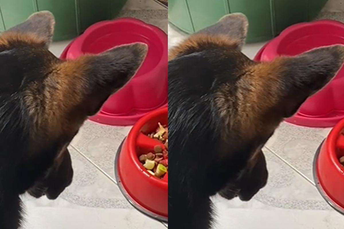 Video de perro 'rezando' antes de comer se vuelve viral en | | Mascotas | Can | Perros | Viral TikTok | | EPIC | PERU.COM