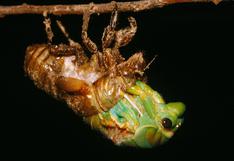 España: descubren mecanismo que controla metamorfosis de insectos 