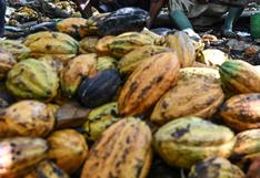 El auge del cacao en América Latina: oportunidades y desafíos en un mercado en evolución