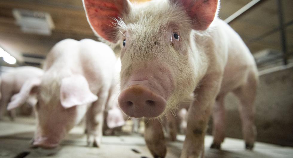 El Ministerio de Agricultura y Asuntos Rurales de China dijo este sábado que la llamada cepa G4 EA H1N1 de gripe porcina no es nueva y no infecta a otros animales o humanos fácilmente. (Sebastien St-Jean / AFP).