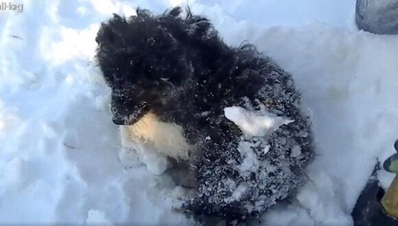 Este pequeño perrito apareció con hipotermia en el hielo y los rescatistas lo llevaron entre sus ropas para que no tenga más frío. (Foto: ViralHog)