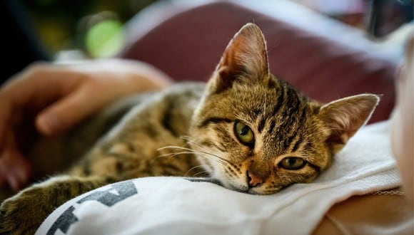 Conoce la razón por la que tu gato babea cuando recibe caricias. (Foto: Pixabay/Alek_B).
