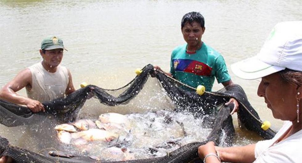Perú será uno de los principales productores acuícolas de América Latina, aseguran. (Foto: Agencia Andina)