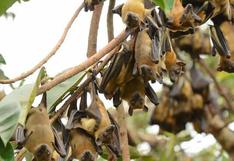 Ébola: Murciélagos de la fruta transmitieron virus desde Guinea 