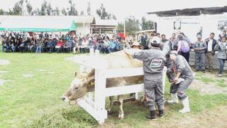 Buscan lograr ganado de raza pura con becerros probeta