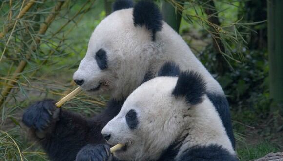 La reproducción de los pandas es especialmente difícil, particularmente cuando están en cautividad. (Foto: Referencial/Pixabay)