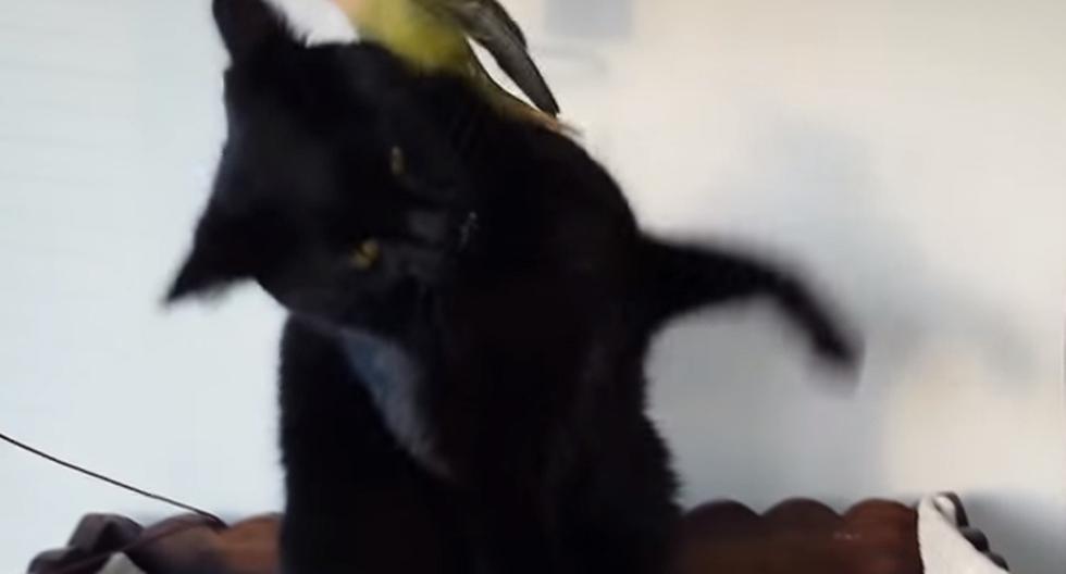 YouTube nos demuestra que tanto los gatos como los pájaros pueden convivir juntos y no pelearse como en la serie animada \'Silvestre y Piolin\'. (Foto: captura)