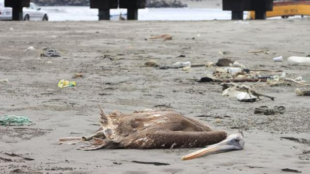 Hallan más de 50 pelícanos muertos en el puerto de Salaverry - 1