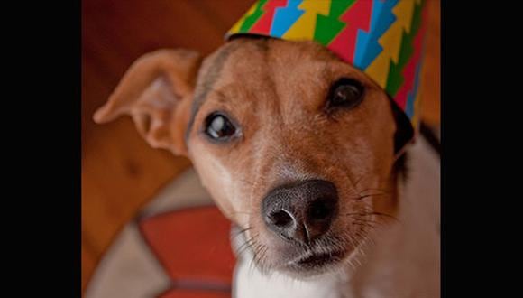 Lo que para humanos es divertido y majestuoso, para nuestros animales de compañía puede ser aterrador y hasta mortal, no solo por ser más sensibles a los ruidos, sino también por no entenderlos.