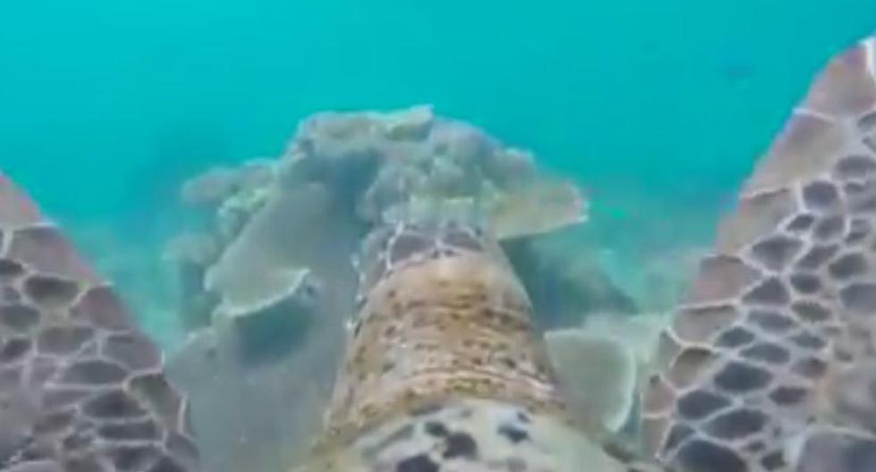 Tortuga nada por Gran Barrera de Coral. (Foto: YouTube/WWF)