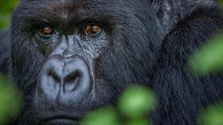 Activan alerta por gorila que deambula libre en poblado mexicano