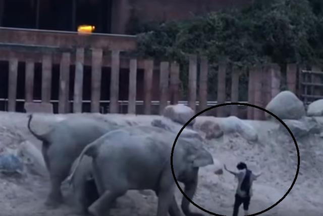 El intruso salió del recinto literalmente 'escoltado' por los elefantes enfurecidos. (YouTube)