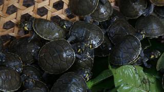 Loreto: liberan a más de 6 mil tortugas taricayas en la provincia de Maynas