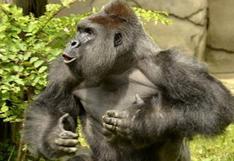 USA: piden castigo para padres de menor que cayó a fosa de gorila