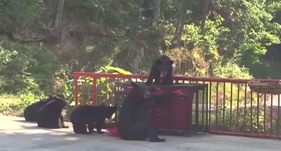 Un grupo de osos le dio sorprendió a un hombre que quiso ahuyentarlos como se aprecia en el clip. (Foto: YouTube)