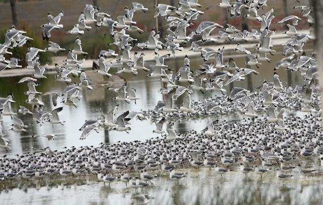 En los Pantanos de Villa viven más de 203 especies de aves. Algunas son oriundas del Perú. Otras vienen por temporadas desde Chile, Argentina y Norteamérica (Archivo El Comercio).