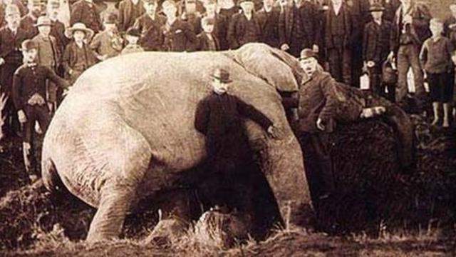 Actualidad La Trágica Vida De Jumbo El Elefante Más Famoso Del Mundo Que Inspi Noticias El 3380