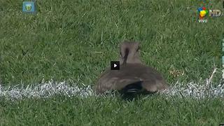 VIDEO: Ave puso huevos en la cancha en pleno Racing-Banfield