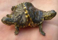 Una localidad de Cuba acapara la atención del mundo por unas tortugas siamesas