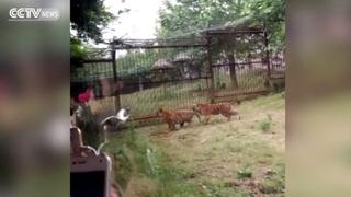 Valiente grulla se enfrentó a 2 tigres en zoo de China [VIDEO]