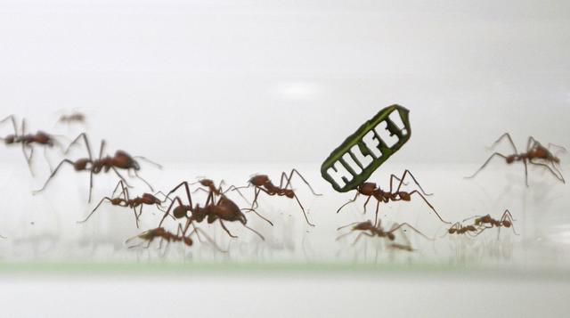 Medio millón de hormigas marchan por la Amazonía - 3