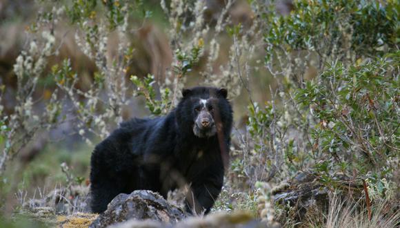 oso andino en Colombia. Foto: Fundación Wii.