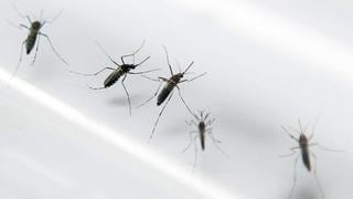 ¿Por qué el zika es la nueva amenaza para la salud en América?