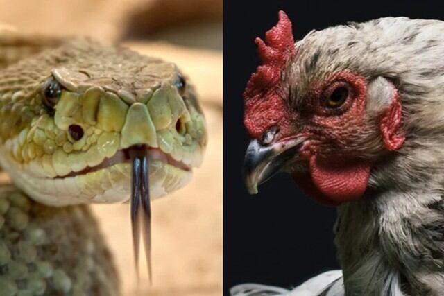 La serpiente quiso convertir a las aves en sus presas, pero la gallina se puso fuerte para impedirlo. (Pixabay)